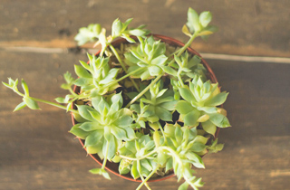 加齢で無くなる毛細血管